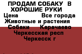 ПРОДАМ СОБАКУ  В ХОРОШИЕ РУКИ  › Цена ­ 4 000 - Все города Животные и растения » Собаки   . Карачаево-Черкесская респ.,Черкесск г.